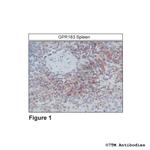 GPR183, Oxysterol Receptor Polyclonal Antibody