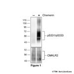 Phospho-Chemerin Receptor 2 (Ser331, Ser333) Polyclonal Antibody