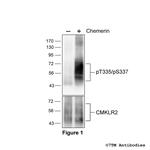 Phospho-Chemerin Receptor 2 (Thr335, Ser337) Polyclonal Antibody