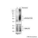 Phospho-Chemerin Receptor 2 (Ser343, Thr345) Polyclonal Antibody