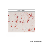 GPR3, G protein-coupled Receptor 3 Antibody in Immunohistochemistry (Paraffin) (IHC (P))
