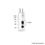 GPR3, G Protein-Coupled Receptor 3 Antibody in Western Blot (WB)