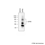 GPR6, G Protein-Coupled Receptor 6 Antibody in Western Blot (WB)