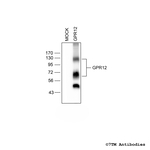 GPR12, G Protein-Coupled Receptor 12 Antibody in Western Blot (WB)