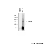 GPR15, G protein-coupled Receptor 15 Polyclonal Antibody