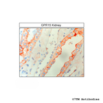 GPR15, G Protein-Coupled Receptor 15 Antibody in Immunohistochemistry (Paraffin) (IHC (P))