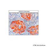 GPR15, G Protein-Coupled Receptor 15 Polyclonal Antibody