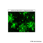 Phospho-GPR17 (Ser351, Thr356) Antibody in Immunohistochemistry (Paraffin) (IHC (P))