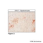 GPR17, G Protein-coupled Receptor 17 Antibody in Immunohistochemistry (PFA fixed) (IHC (PFA))