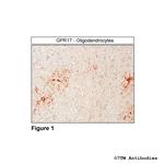 GPR17, G Protein-Coupled Receptor 17 Polyclonal Antibody