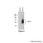 GPR17, G Protein-Coupled Receptor 17 Antibody in Western Blot (WB)