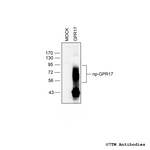 GPR17, G Protein-Coupled Receptor 17 Antibody in Western Blot (WB)