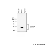 GPR17, G Protein-Coupled Receptor 17 Antibody in Western Blot (WB)