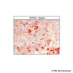mGPR20 (G Protein-Coupled Receptor 20) Antibody in Immunohistochemistry (Paraffin) (IHC (P))