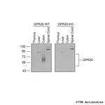 mGPR20 (G Protein-Coupled Receptor 20) Antibody in Western Blot (WB)
