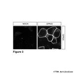 GPR20, G Protein-Coupled Receptor 20 Antibody in Immunocytochemistry (ICC/IF)