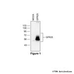 GPR25, G protein-coupled Receptor 25 Polyclonal Antibody