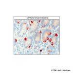 GPR25, G Protein-Coupled Receptor 25 Antibody in Immunohistochemistry (Paraffin) (IHC (P))