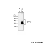GPR25, G Protein-Coupled Receptor 25 Antibody in Western Blot (WB)