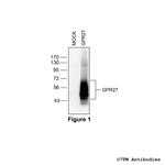 GPR27, G protein-coupled Receptor 27 Polyclonal Antibody