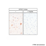 GPR27, G Protein-Coupled Receptor 27 Polyclonal Antibody