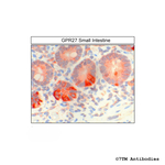 GPR27, G Protein-Coupled Receptor 27 Antibody in Immunohistochemistry (Paraffin) (IHC (P))