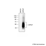 GPR27, G Protein-Coupled Receptor 27 Antibody in Western Blot (WB)