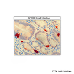 GPR32, G Protein-Coupled Receptor 32 Antibody in Immunohistochemistry (Paraffin) (IHC (P))