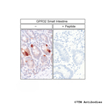 GPR32, G Protein-Coupled Receptor 32 Polyclonal Antibody