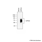 GPR34, G protein-coupled Receptor 34 Polyclonal Antibody