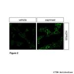 Phospho-GPR35 (Ser300, Ser303) Antibody in Immunocytochemistry (ICC/IF)