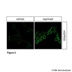 Phospho-GPR35 (Ser298, Ser301) Antibody in Immunocytochemistry (ICC/IF)