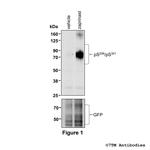 Phospho-GPR35 (Ser298, Ser301) Polyclonal Antibody
