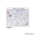 GPR35, G Protein-coupled Receptor 35 Antibody in Immunohistochemistry (Paraffin) (IHC (P))