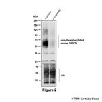 GPR35, G Protein-coupled Receptor 35 Antibody in Western Blot (WB)