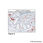 GPR35, GPR35 Receptor Antibody in Immunohistochemistry (Paraffin) (IHC (P))