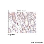 GPR35, GPR35 Receptor Polyclonal Antibody
