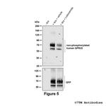 GPR35, GPR35 Receptor Antibody in Western Blot (WB)
