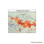 GPR39, G protein-coupled Receptor 39 Antibody in Immunohistochemistry (Paraffin) (IHC (P))