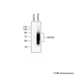 GPR39, G Protein-Coupled Receptor 39 Antibody in Western Blot (WB)