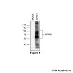GPR61, G protein-coupled Receptor 61 Antibody in Western Blot (WB)