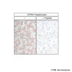 GPR61, G Protein-Coupled Receptor 61 Polyclonal Antibody