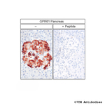 GPR61, G Protein-Coupled Receptor 61 Antibody in Immunohistochemistry (Paraffin) (IHC (P))