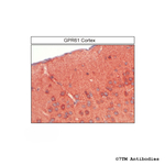 GPR61, G Protein-Coupled Receptor 61 Antibody in Immunohistochemistry (Paraffin) (IHC (P))