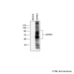 GPR61, G Protein-Coupled Receptor 61 Antibody in Western Blot (WB)