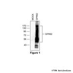 GPR62, G protein-coupled Receptor 62 Antibody in Western Blot (WB)