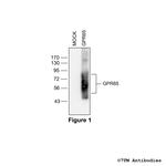 GPR65, G protein-coupled Receptor 65 Antibody in Western Blot (WB)