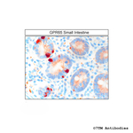 GPR65, G Protein-Coupled Receptor 65 Antibody in Immunohistochemistry (Paraffin) (IHC (P))