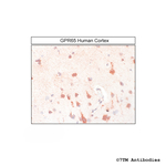 GPR65, G Protein-Coupled Receptor 65 Antibody in Immunohistochemistry (Paraffin) (IHC (P))