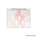 GPR65, G Protein-Coupled Receptor 65 Antibody in Immunohistochemistry (Paraffin) (IHC (P))